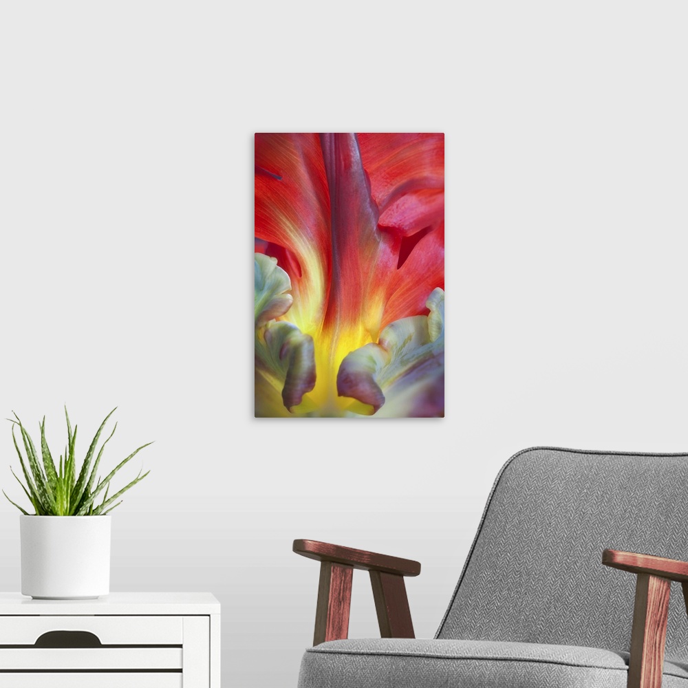 A modern room featuring Close up of the colorful petals of a Parrot Tulip flower.