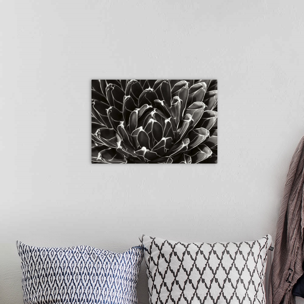 A bohemian room featuring Patterned Succulent