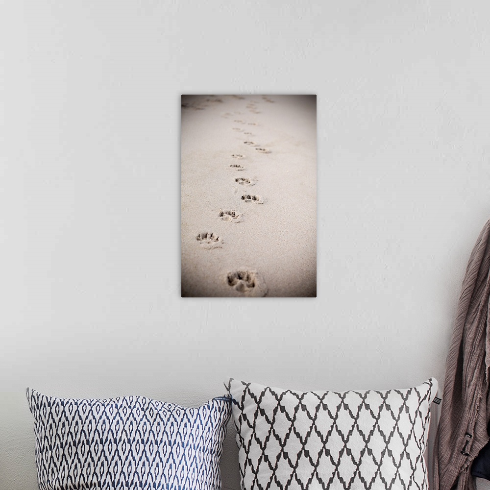 A bohemian room featuring Paw Prints In Sand