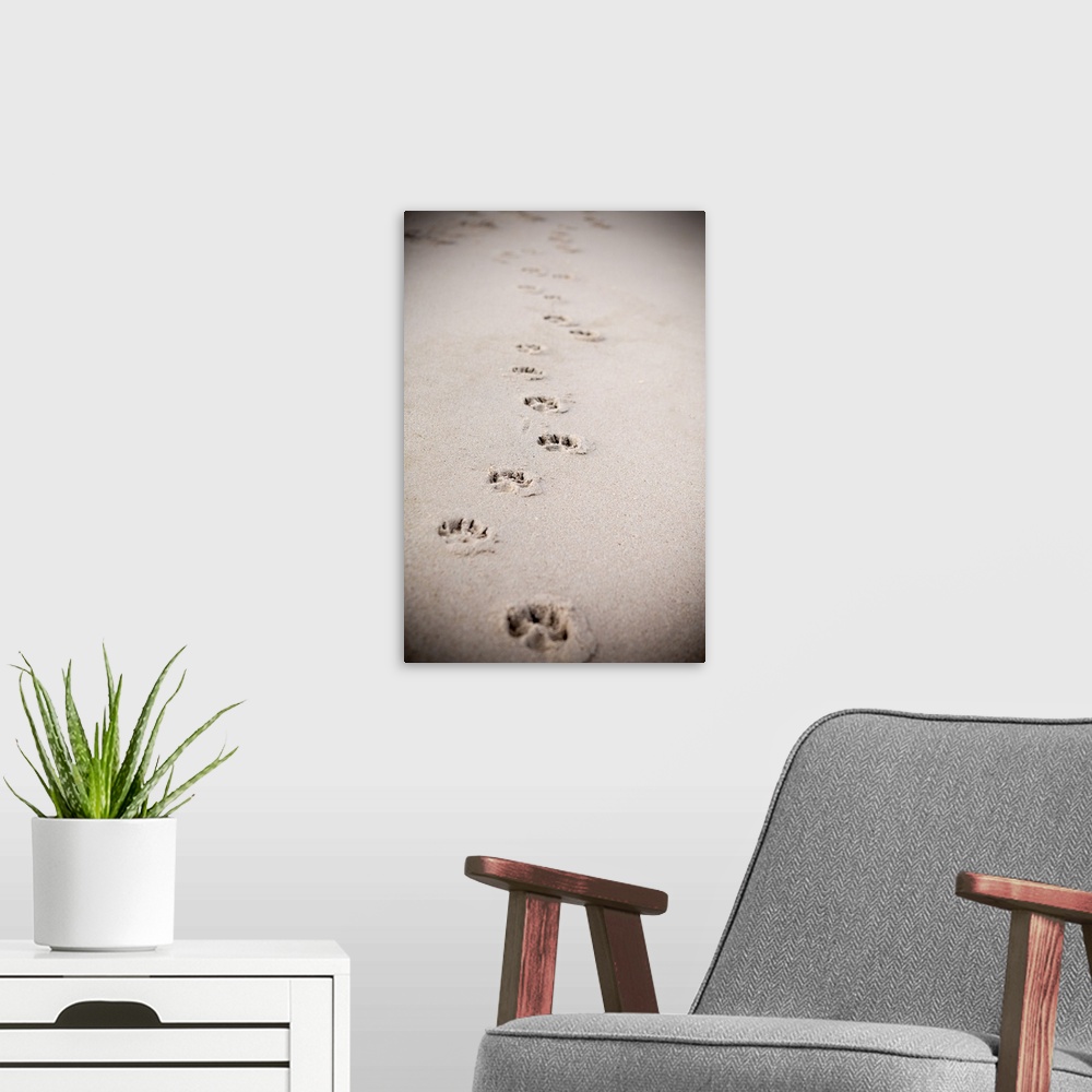 A modern room featuring Paw Prints In Sand