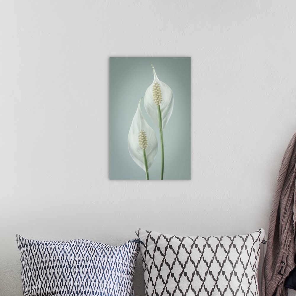 A bohemian room featuring Peace Lily (Spathiphyllum).