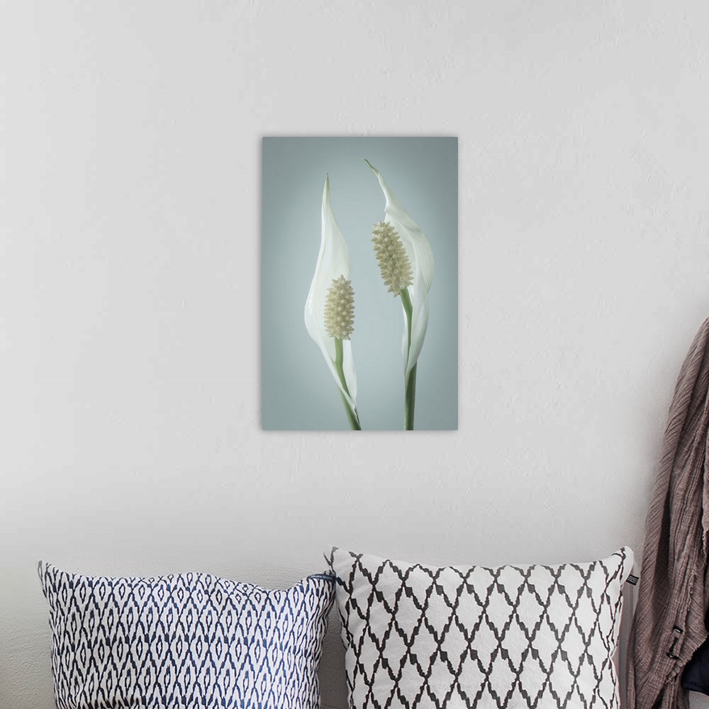 A bohemian room featuring Peace Lily (Spathiphyllum).