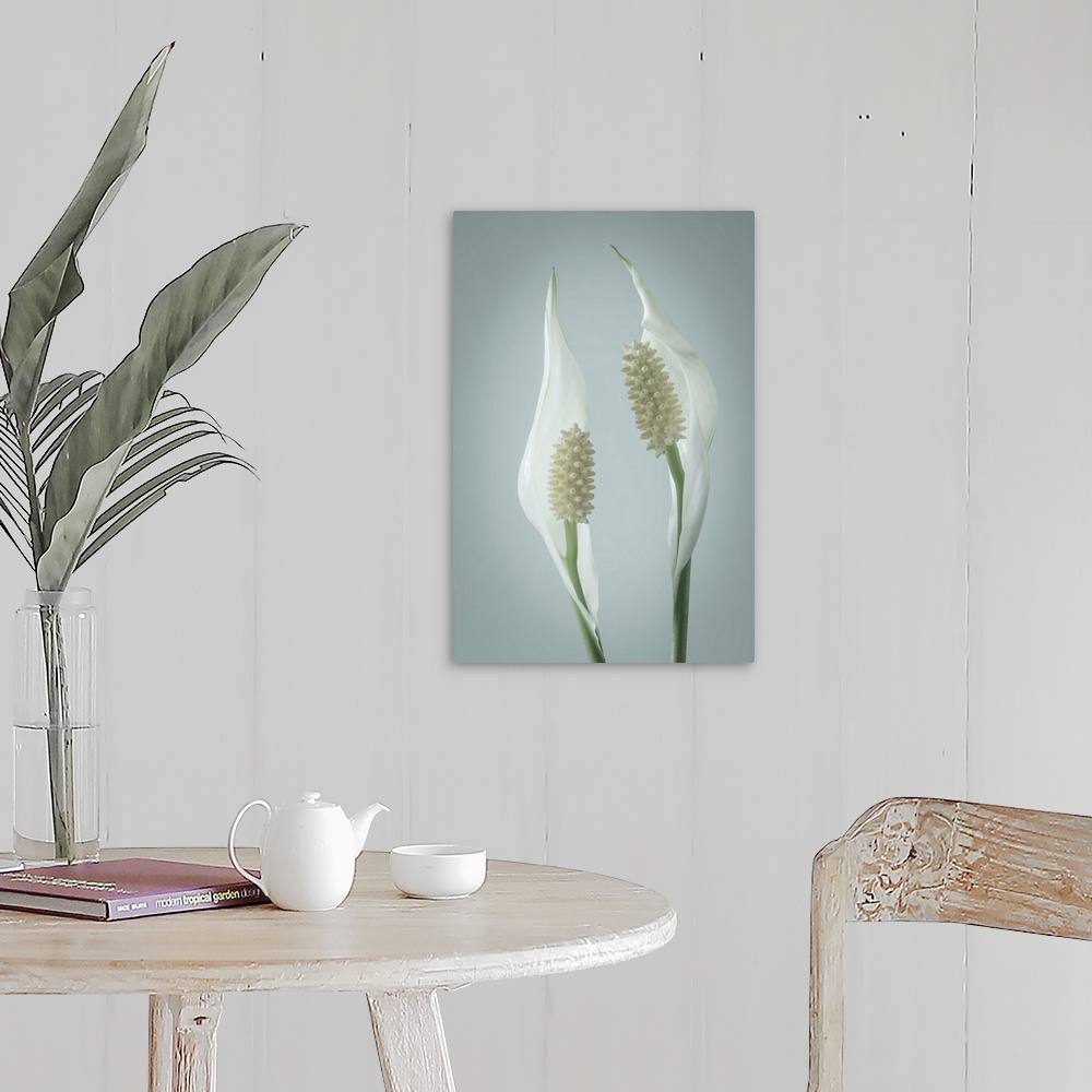 A farmhouse room featuring Peace Lily (Spathiphyllum).