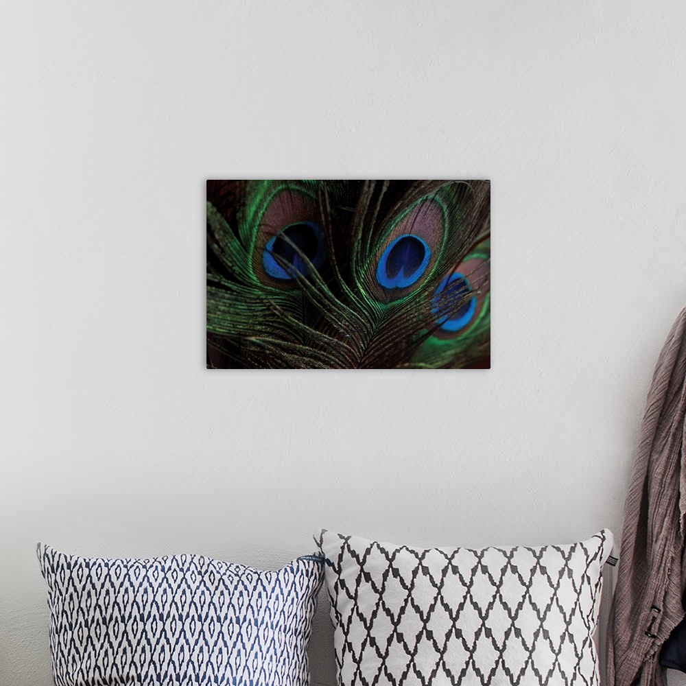 A bohemian room featuring Peacock Feathers I