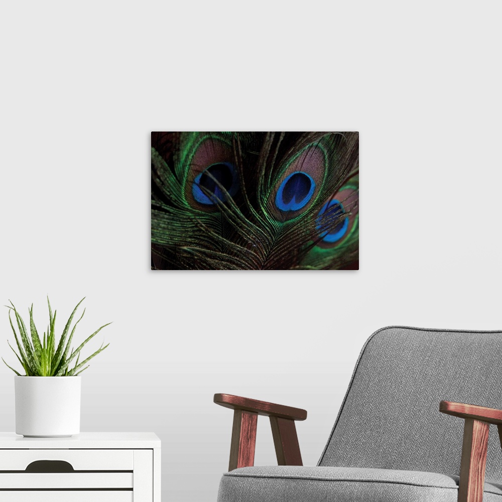 A modern room featuring Peacock Feathers I