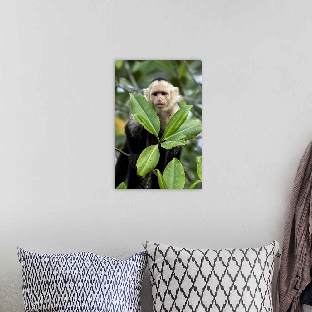 A bohemian room featuring Peering White-Faced Capuchin Monkey