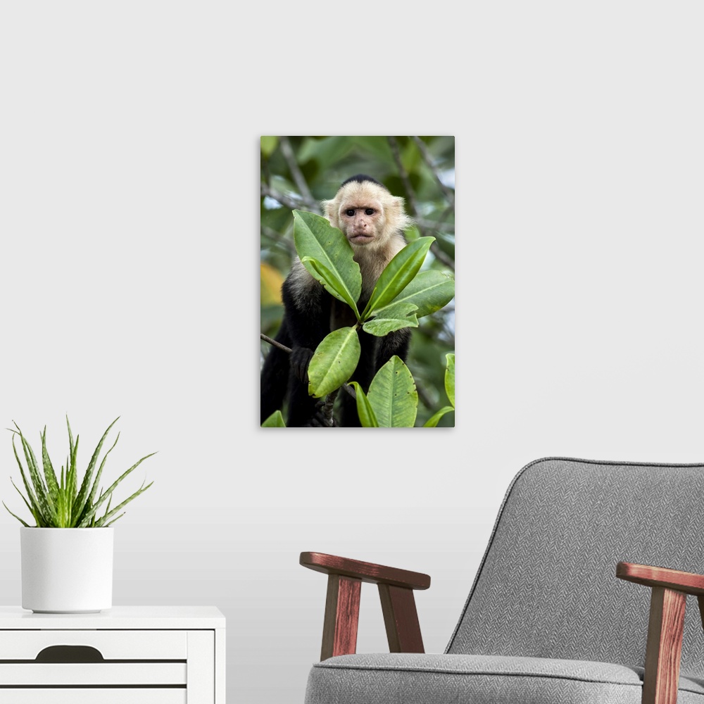A modern room featuring Peering White-Faced Capuchin Monkey