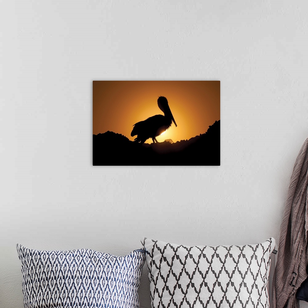 A bohemian room featuring Pelican Silhouette I