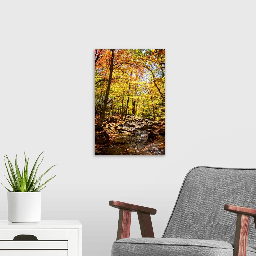 A modern room featuring Colorful forest of tall trees in autumn.