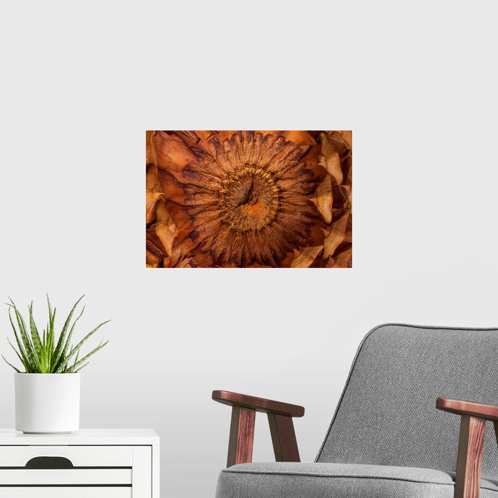 A modern room featuring Close up detail of the seeds of a pinecone.