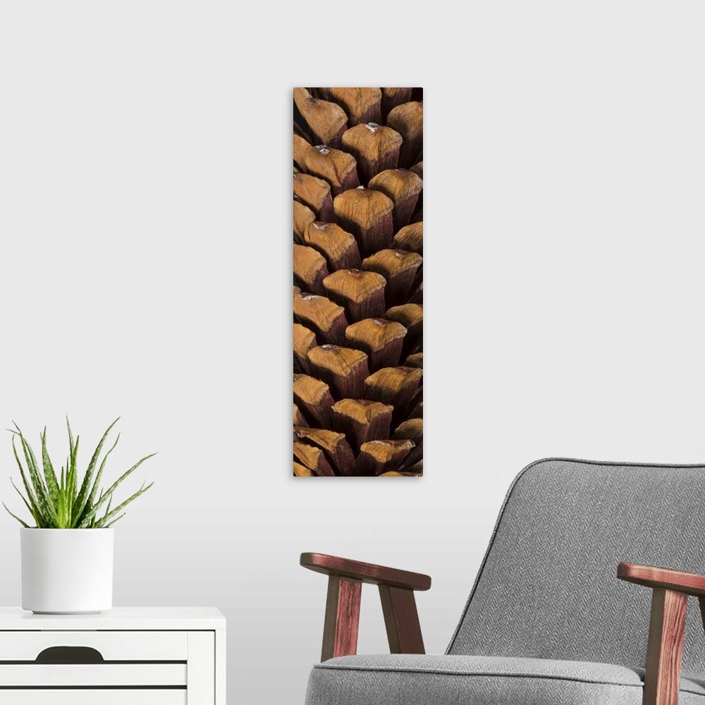 A modern room featuring Close up detail of the seeds of a pinecone.