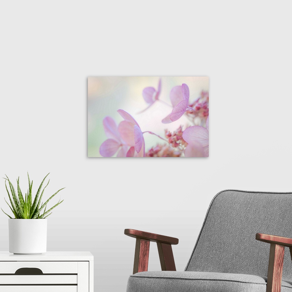 A modern room featuring Close up of a pale pink hydrangea blossom with round petals.