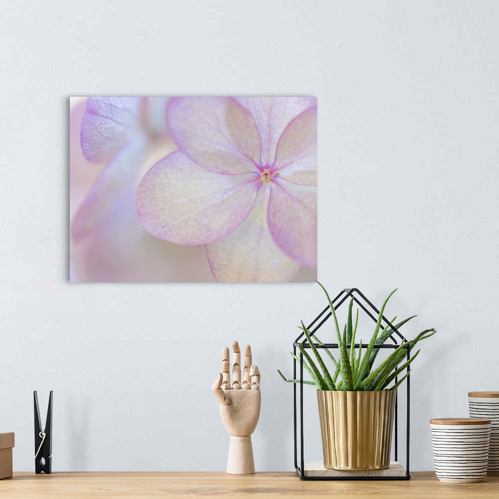 A bohemian room featuring Close up of a pale pink flower with round petals.