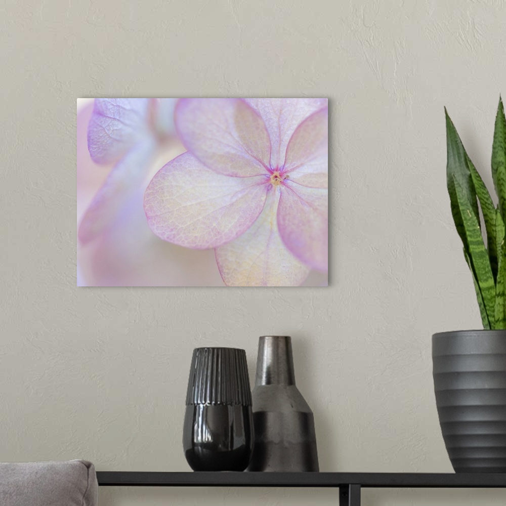 A modern room featuring Close up of a pale pink flower with round petals.