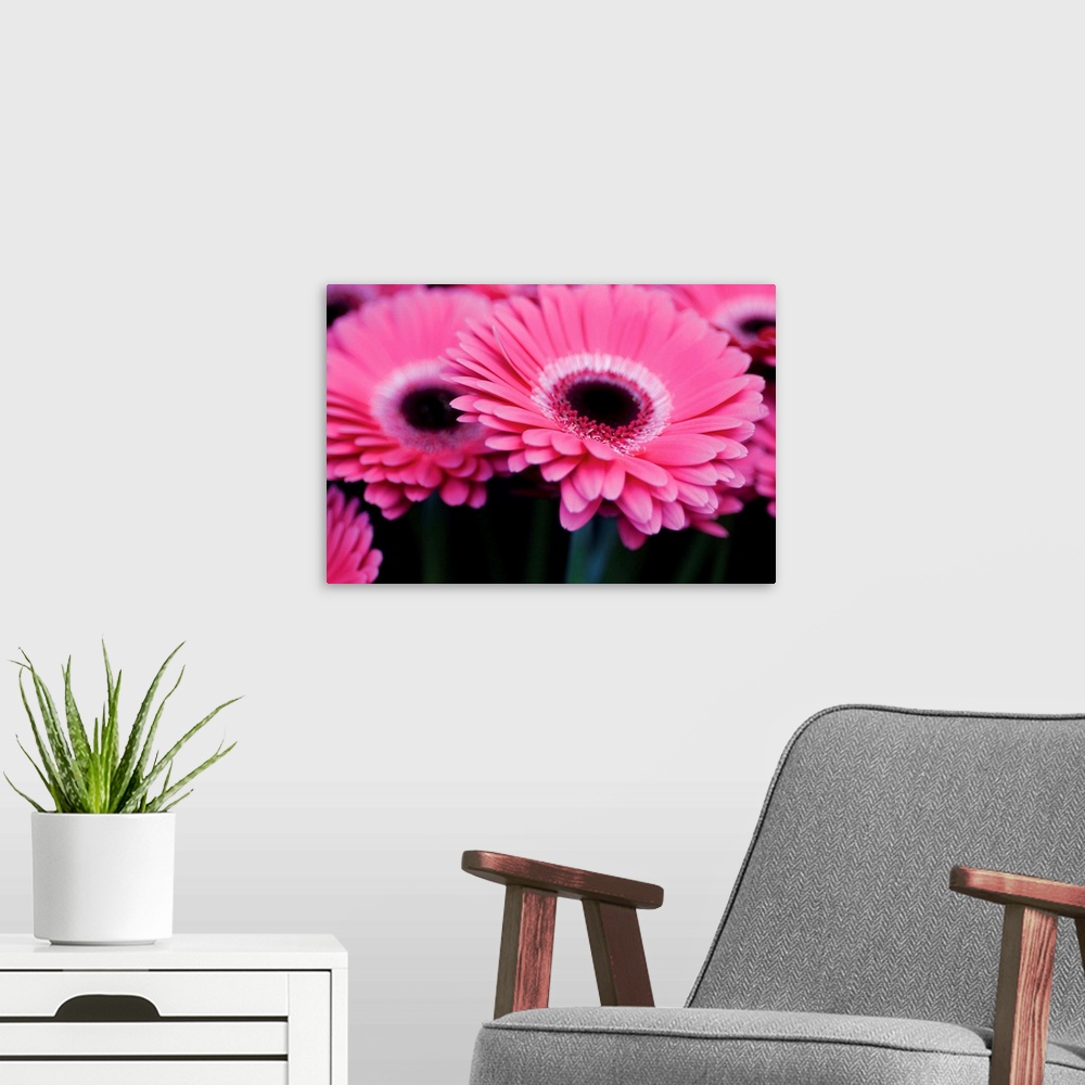 A modern room featuring Pink Gerbera Daisies I