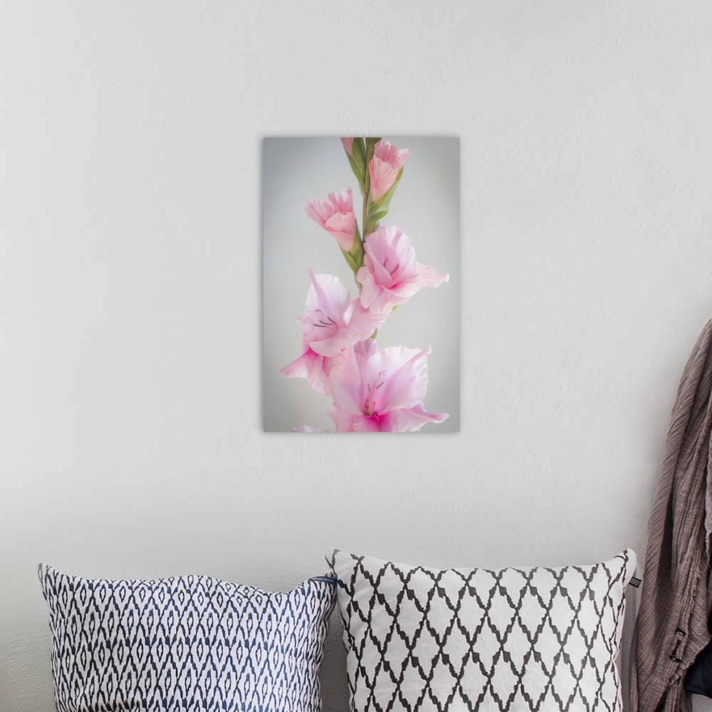 A bohemian room featuring Close up of a pink gladiola flower with green buds.