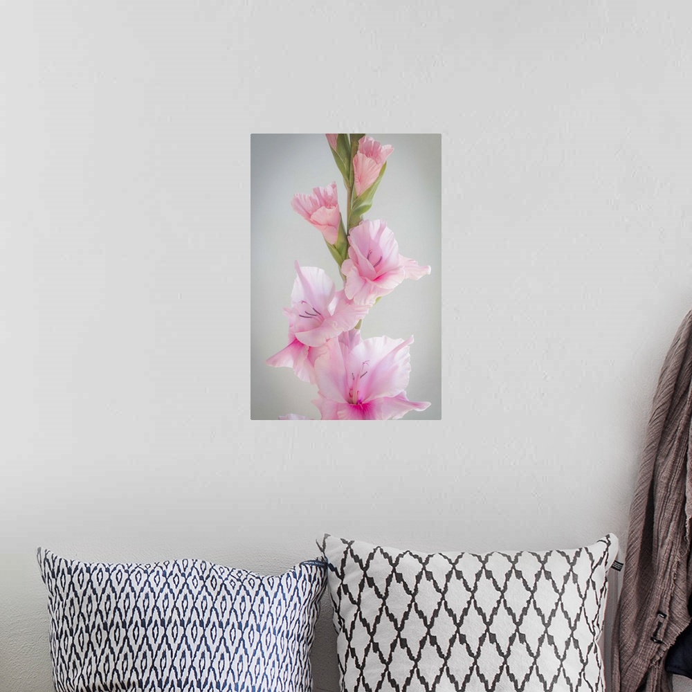A bohemian room featuring Close up of a pink gladiola flower with green buds.