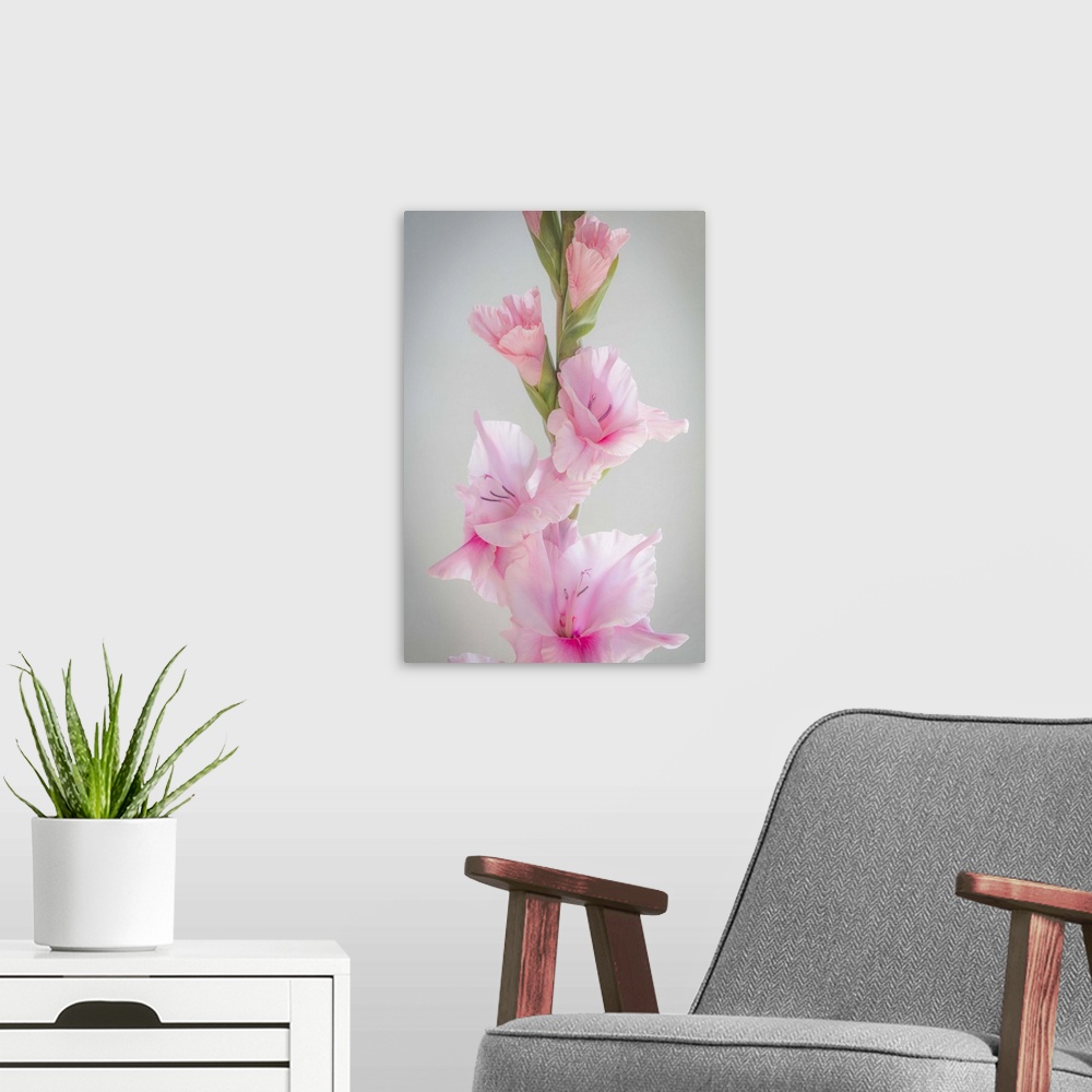 A modern room featuring Close up of a pink gladiola flower with green buds.