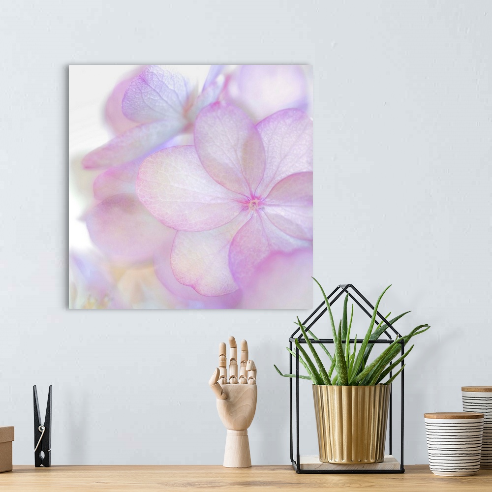 A bohemian room featuring Close up of a pale pink hydrangea blossom with round petals.