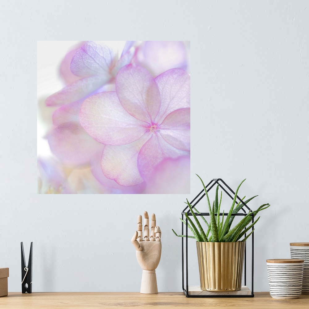 A bohemian room featuring Close up of a pale pink hydrangea blossom with round petals.
