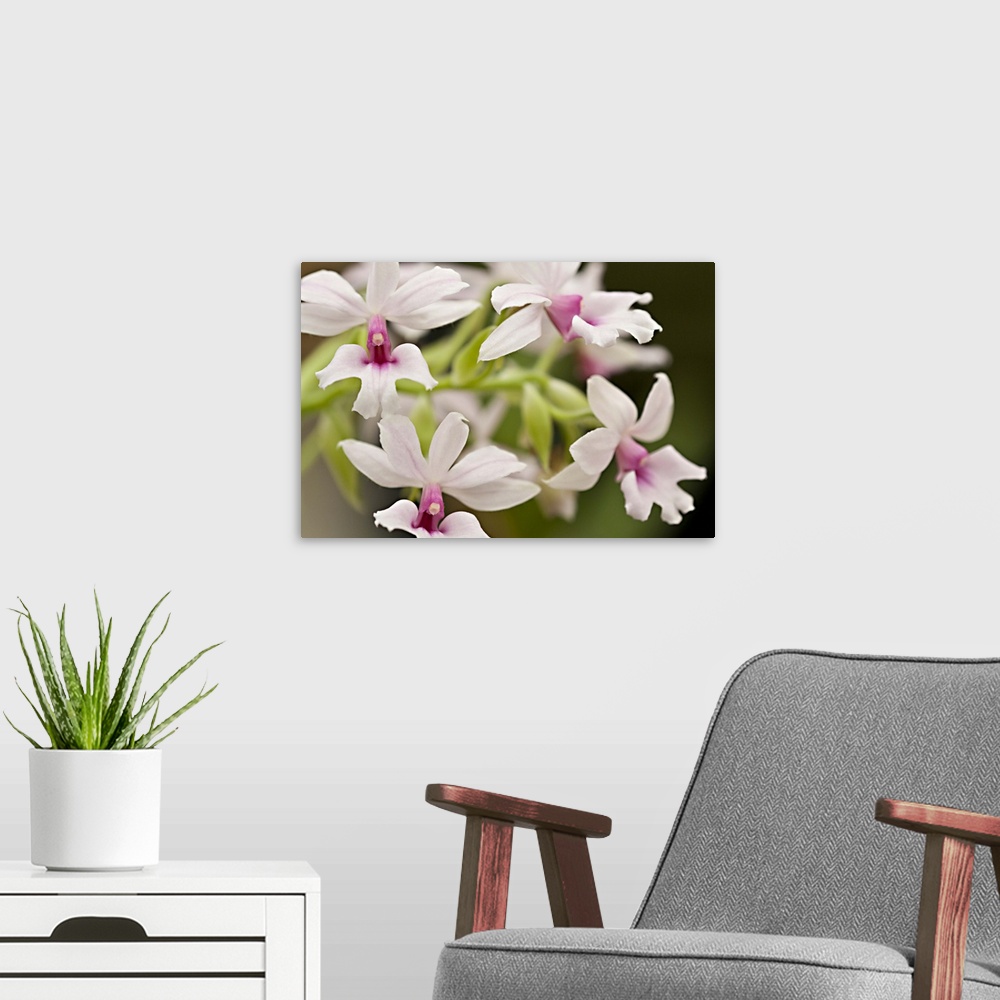 A modern room featuring Pink Mouthed Orchids