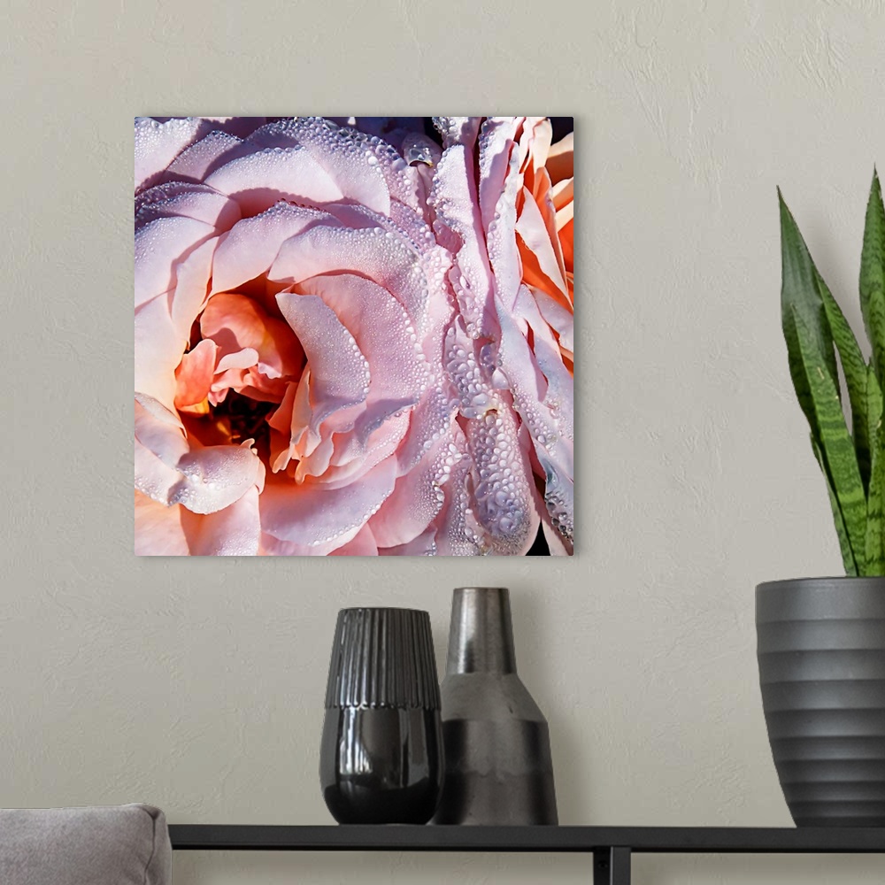 A modern room featuring Close-up square photograph of a pink rose with water droplets.