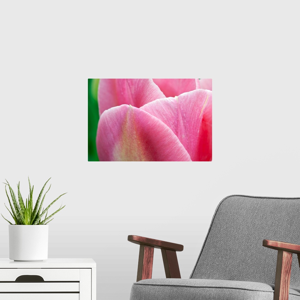 A modern room featuring Pink Tulip II