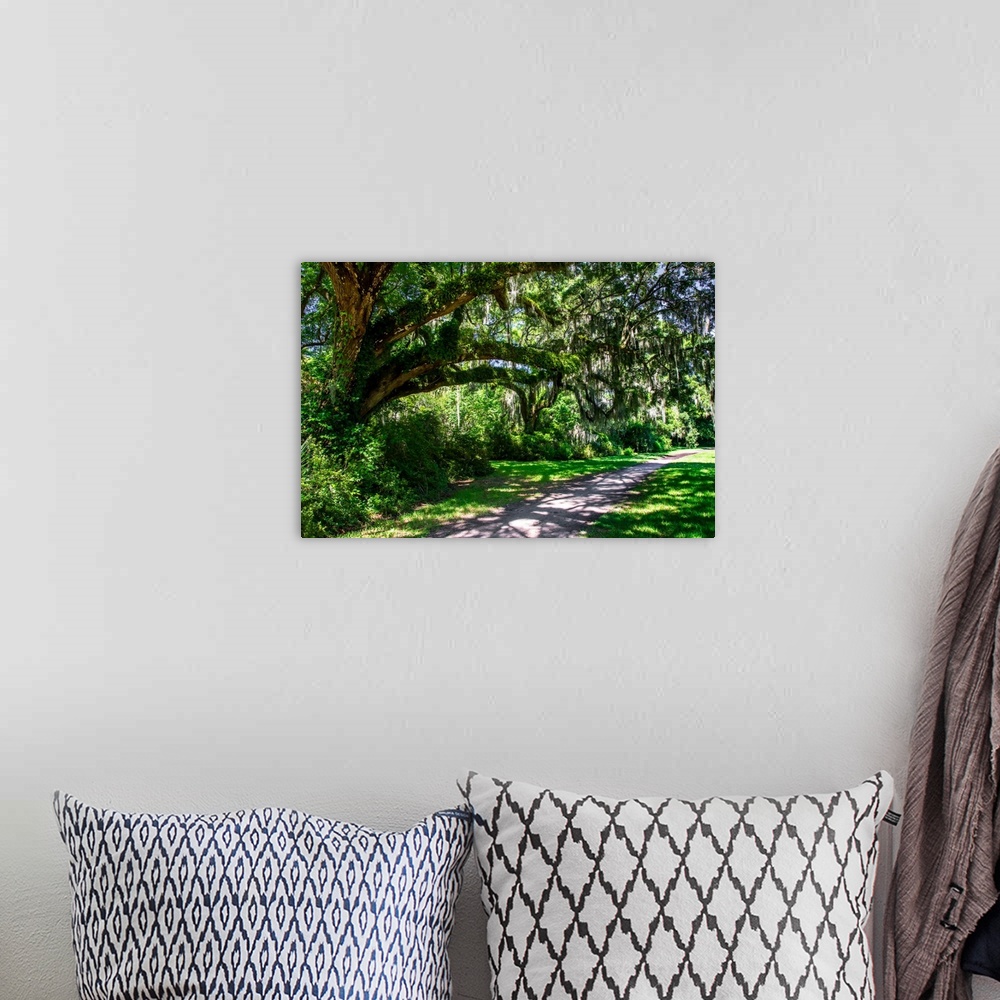 A bohemian room featuring Landscape photograph of a sidewalk passing through large, lush, mossy trees.