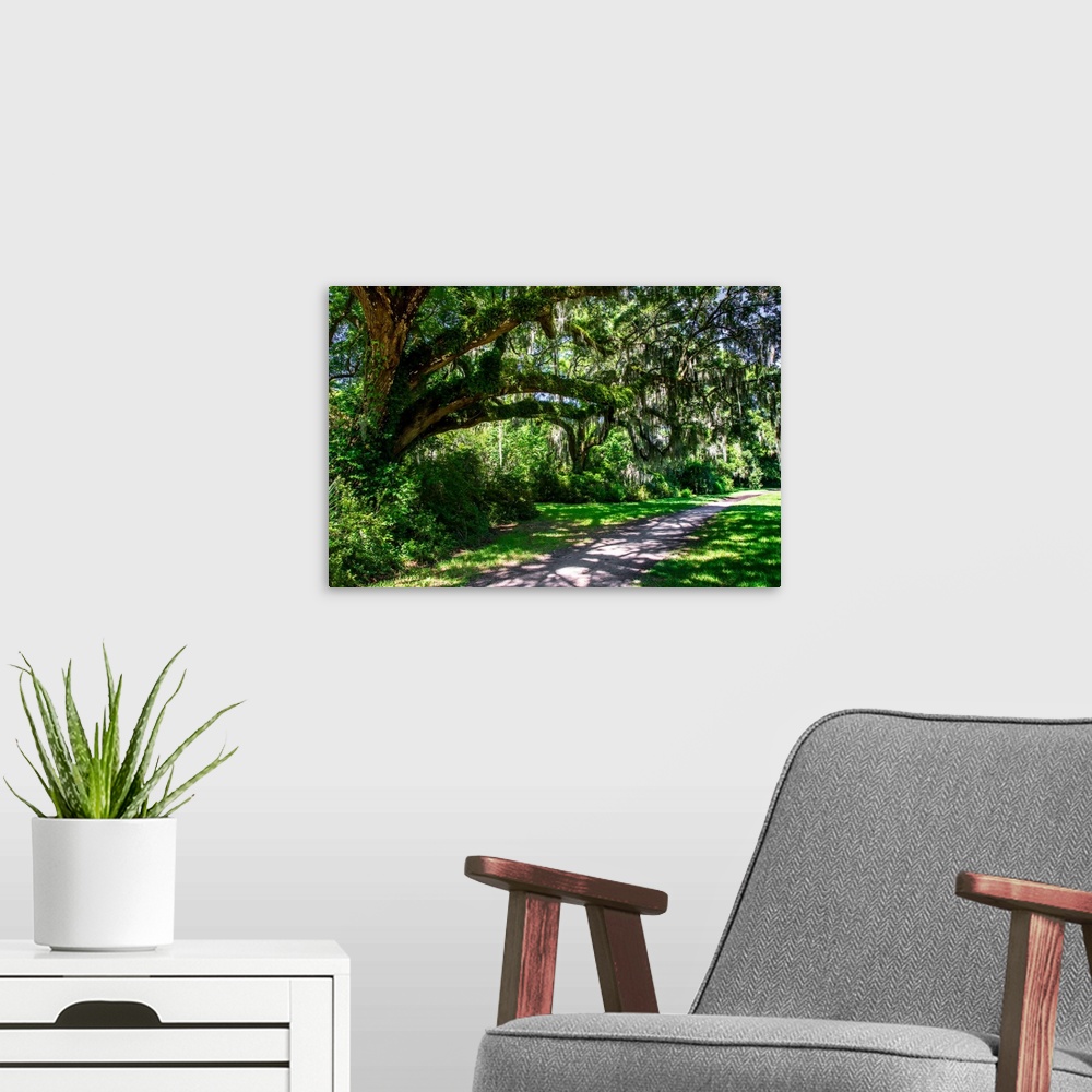 A modern room featuring Landscape photograph of a sidewalk passing through large, lush, mossy trees.