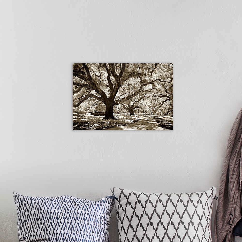 A bohemian room featuring Black and white photography of a tall oak tree with large branches in a shady forest.