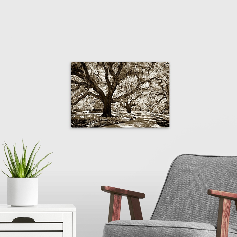 A modern room featuring Black and white photography of a tall oak tree with large branches in a shady forest.