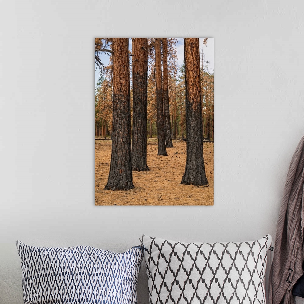 A bohemian room featuring Photograph of pine tree trunks in Ponderosa Forest after a controlled fire.