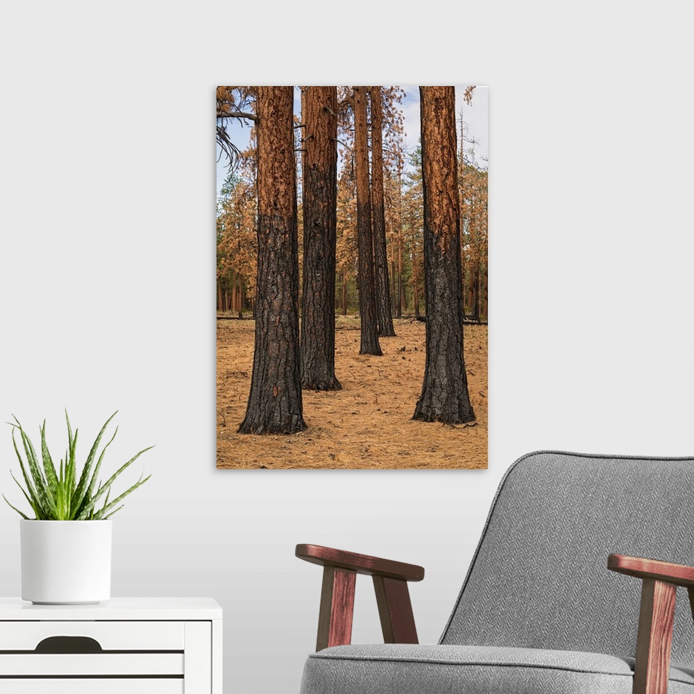 A modern room featuring Photograph of pine tree trunks in Ponderosa Forest after a controlled fire.