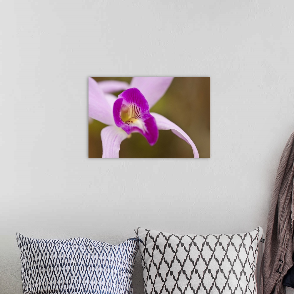 A bohemian room featuring Purple and Pink Orchid