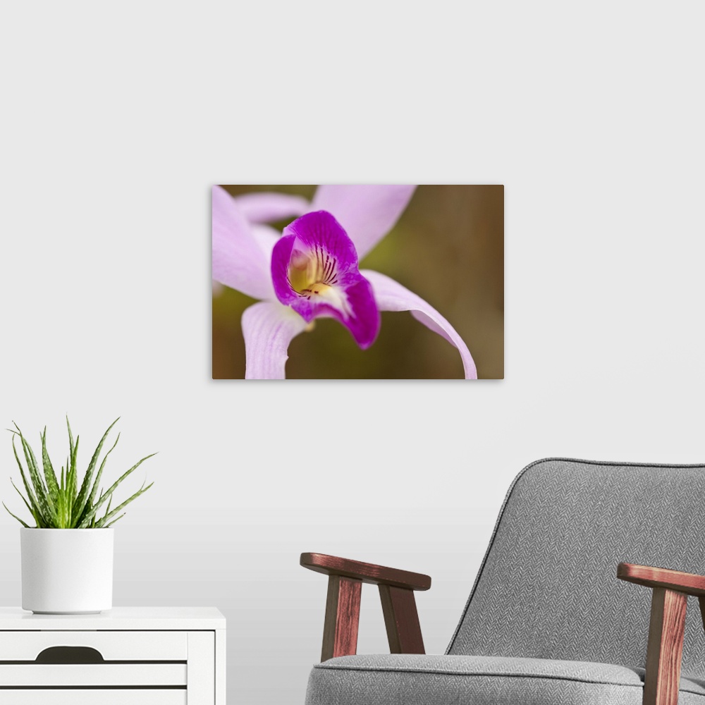 A modern room featuring Purple and Pink Orchid