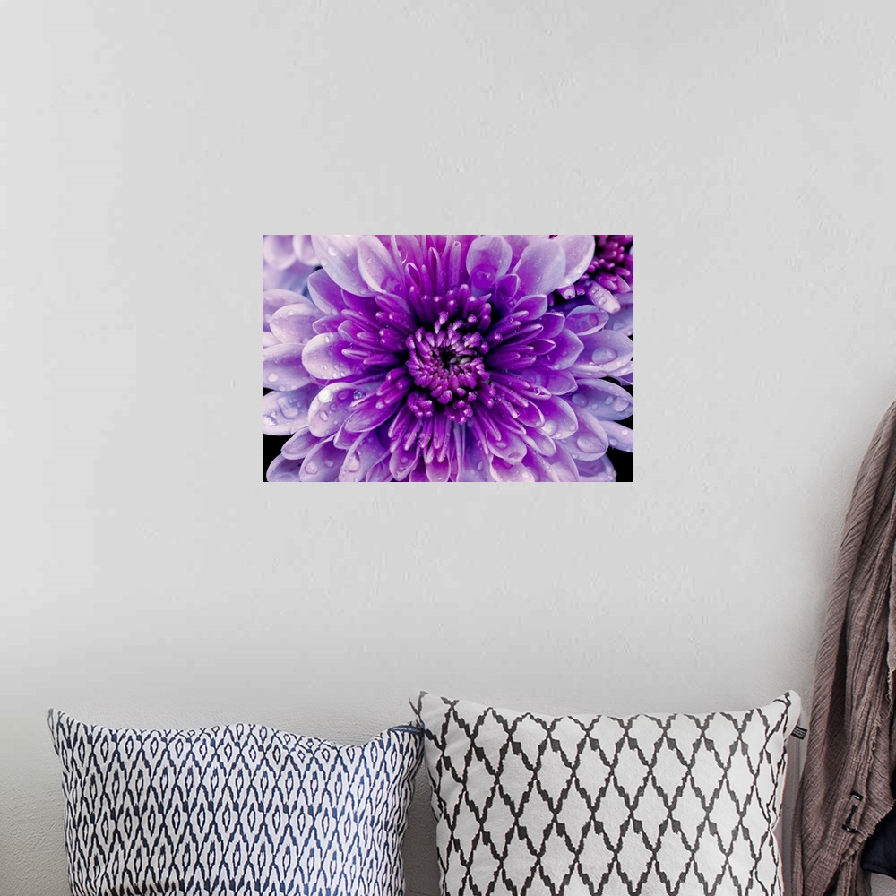 A bohemian room featuring Up-close photograph of the flower.