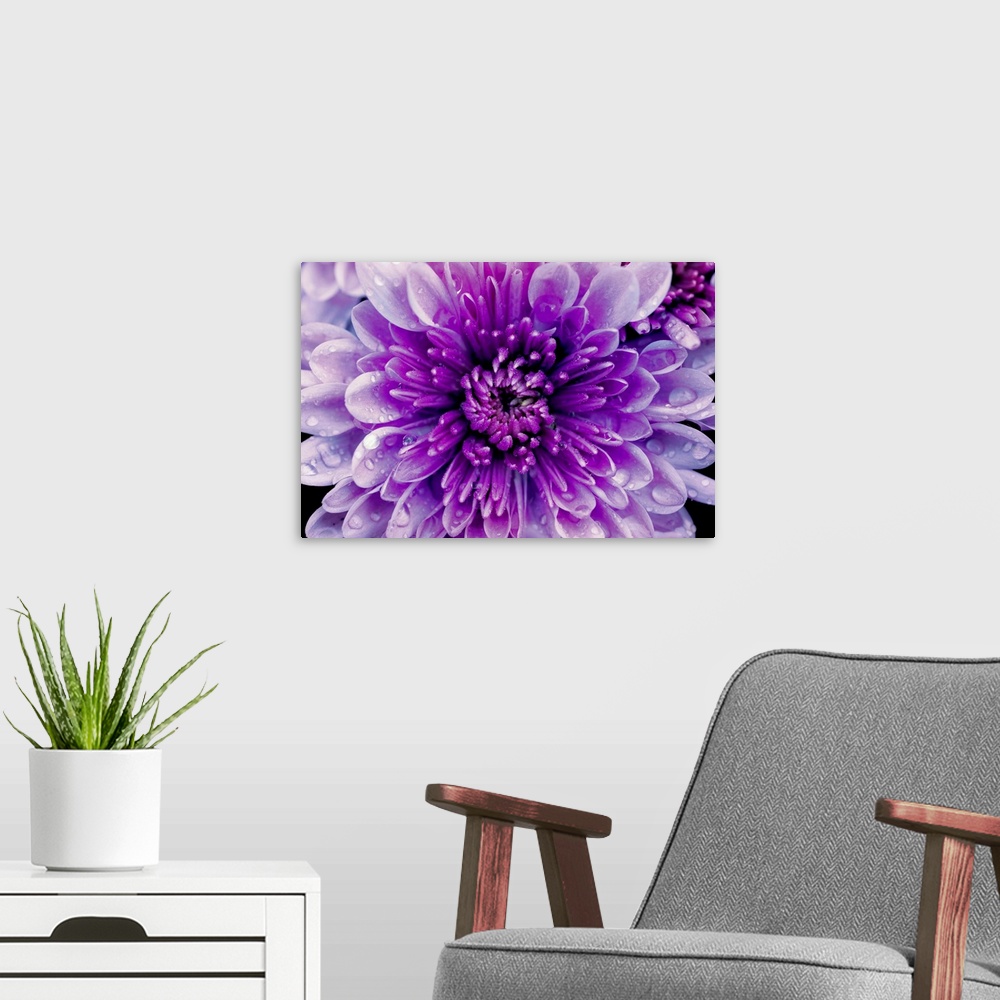 A modern room featuring Up-close photograph of the flower.