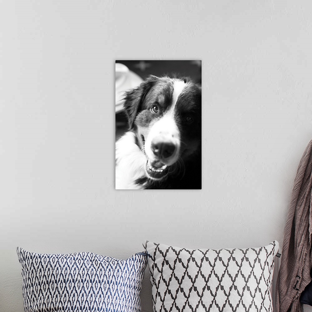 A bohemian room featuring Ranch Dog, Black and White