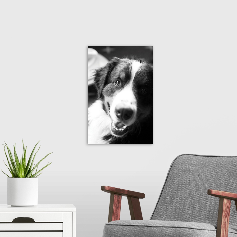 A modern room featuring Ranch Dog, Black and White
