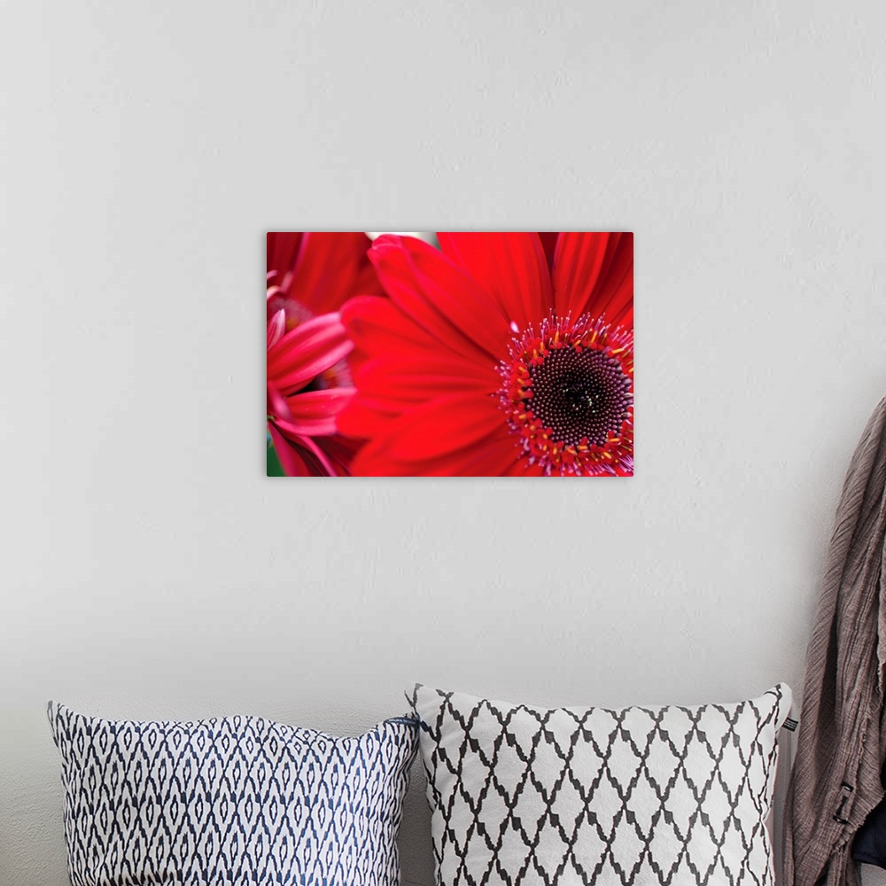 A bohemian room featuring Red Gerbera Close-up