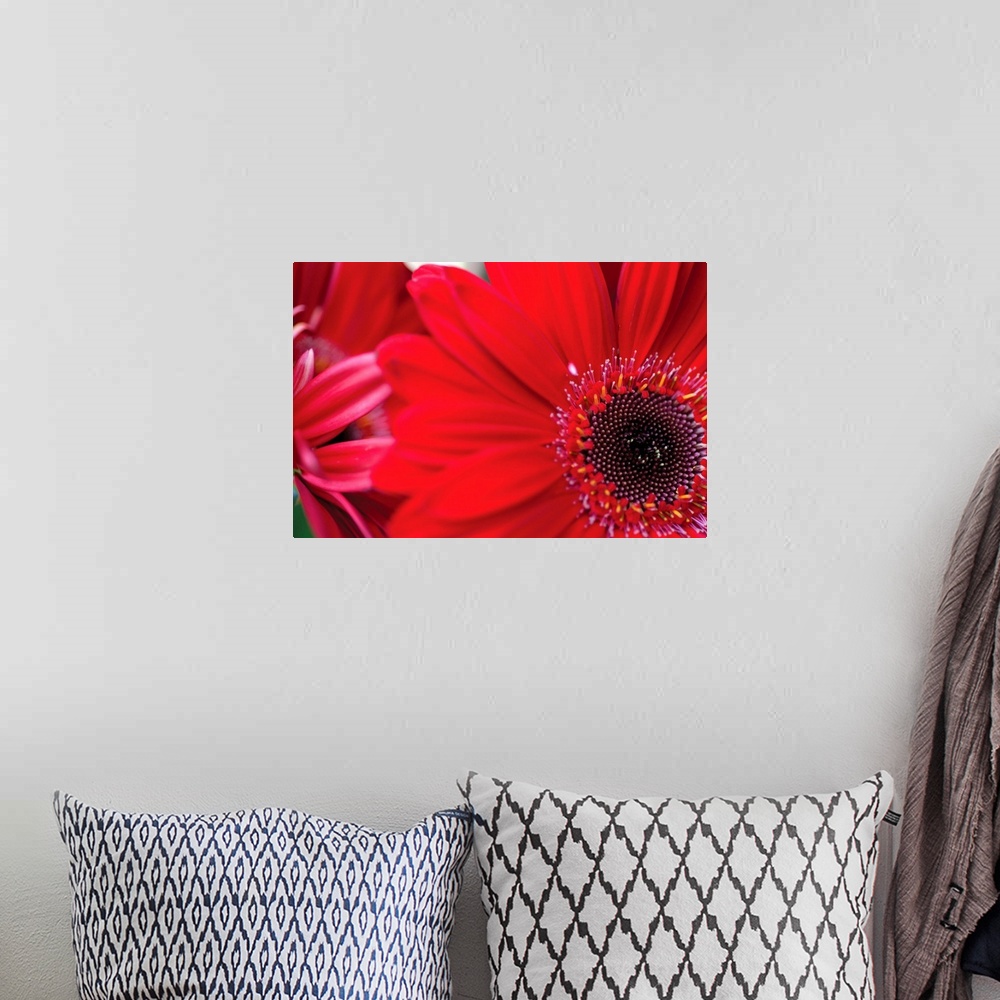 A bohemian room featuring Red Gerbera Close-up