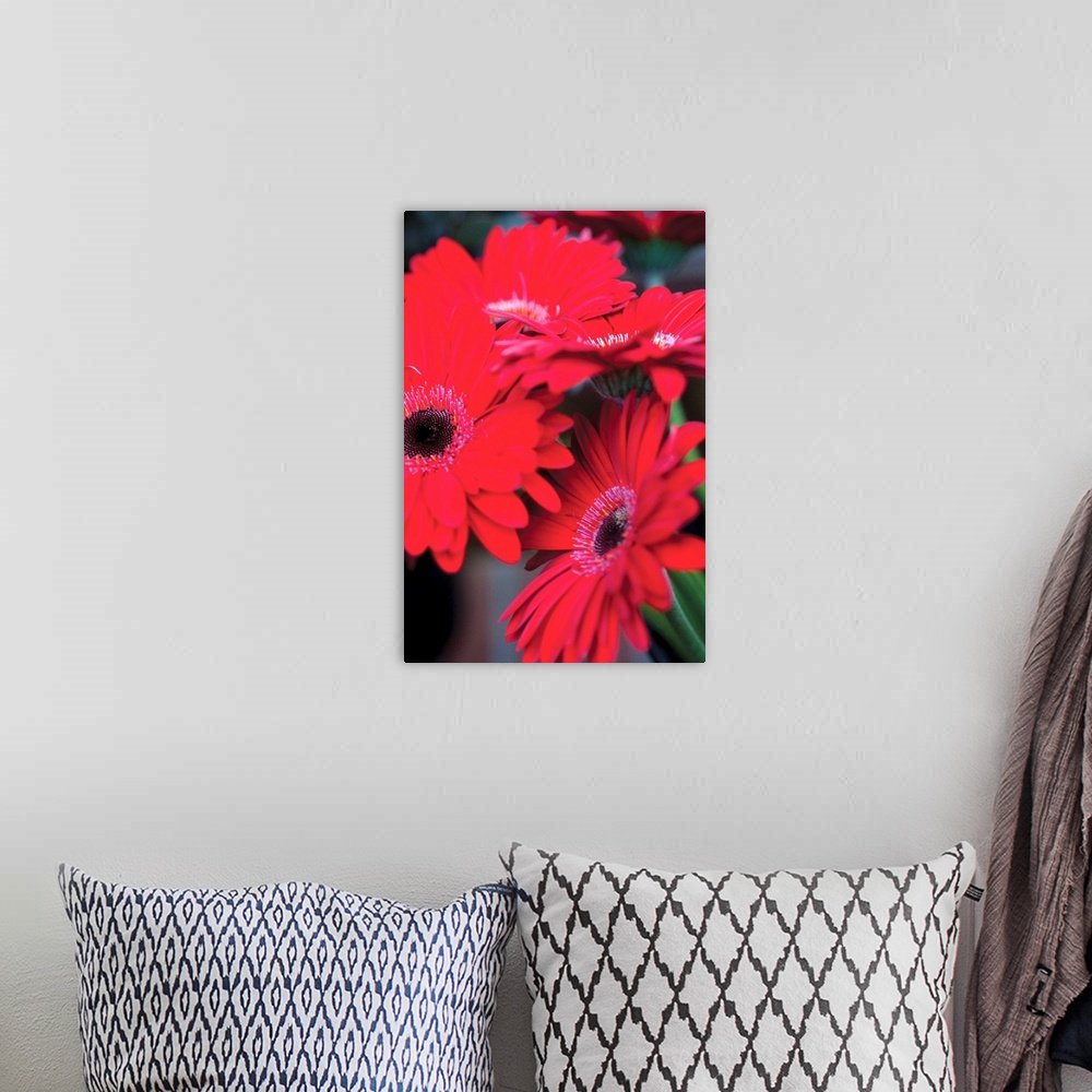 A bohemian room featuring Red Gerbera Daisies I