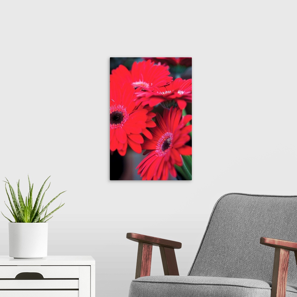 A modern room featuring Red Gerbera Daisies I