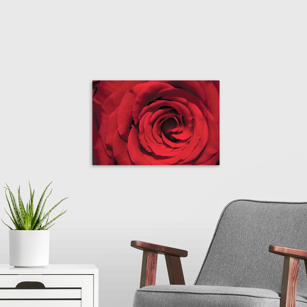 A modern room featuring Big canvas image of the up-close view of a rose.