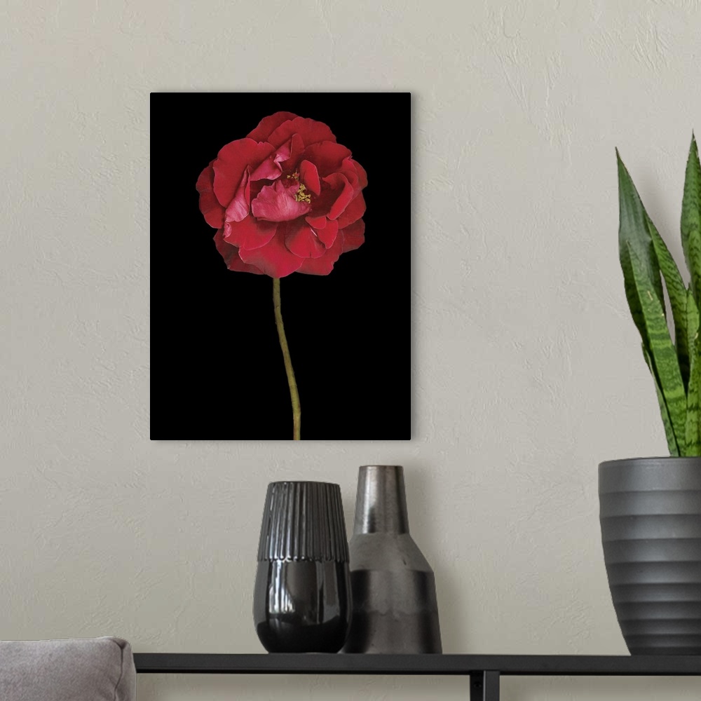A modern room featuring Red Rose II
