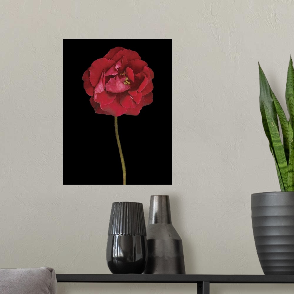 A modern room featuring Red Rose II