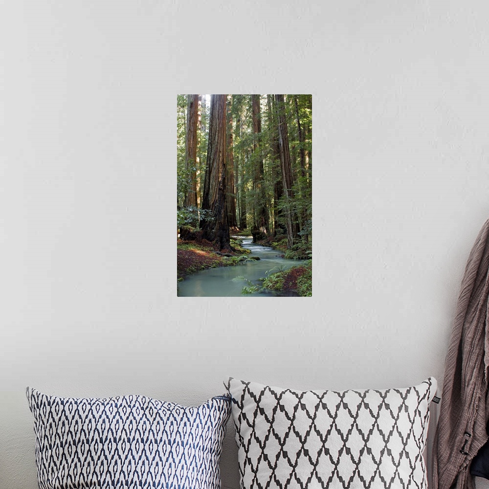 A bohemian room featuring Redwood Forest III