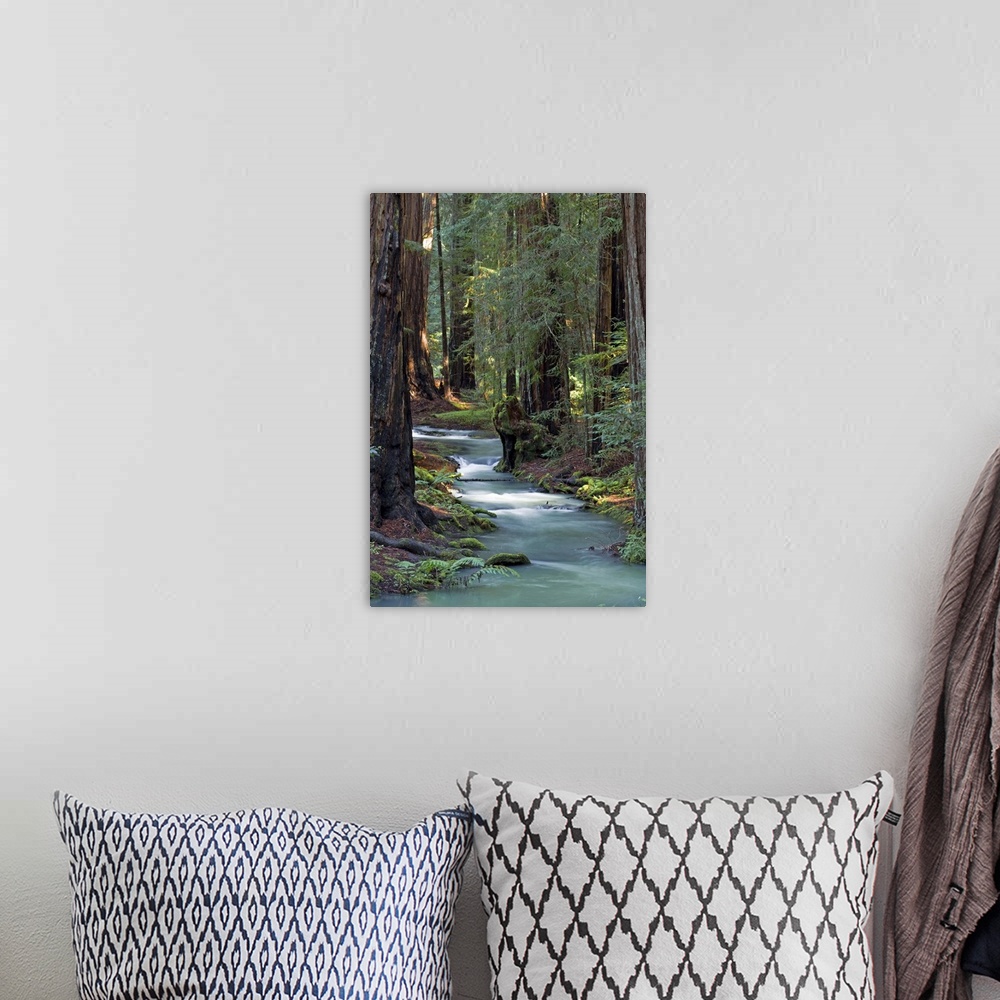 A bohemian room featuring Redwood Forest IV