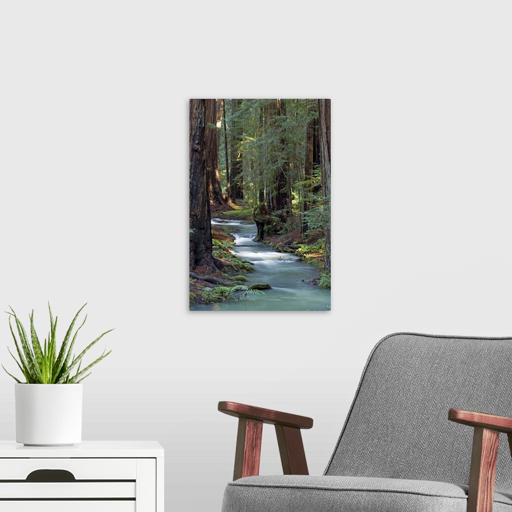 A modern room featuring Redwood Forest IV