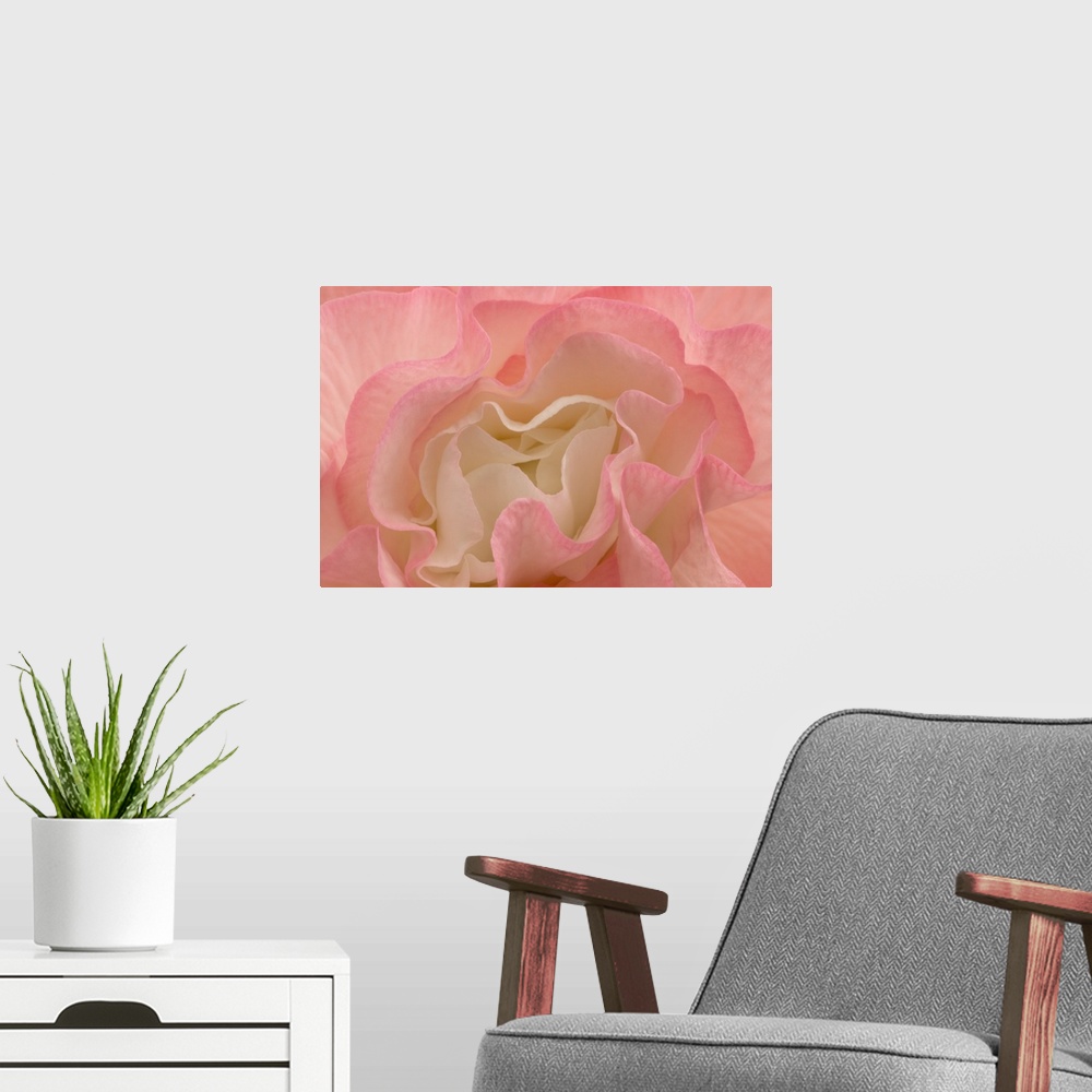 A modern room featuring Rosy Begonia I